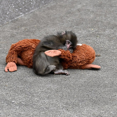 Brown plush monkey with white muzzle and open smile, lying on gray pavement